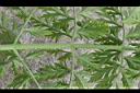 胡蘿蔔-葉柄00.jpg