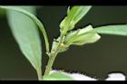 胡麻-蜜腺04.jpg