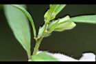 胡麻-蜜腺06.jpg