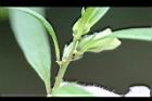胡麻-蜜腺07.jpg