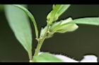 胡麻-蜜腺10.jpg