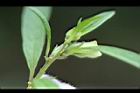 胡麻-蜜腺12.jpg