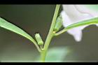 胡麻-蜜腺13.jpg
