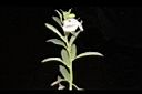 胡麻-花00.JPG