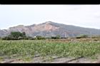 胡麻09.JPG