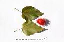 胭脂樹-葉04.JPG