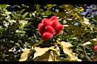胭脂樹-實23.JPG