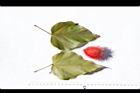 胭脂樹-葉05.JPG