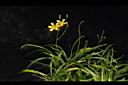能高刀傷草-花00.JPG