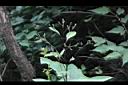 能高蟹甲草-花序0.JPG