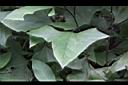 能高蟹甲草-葉05.JPG