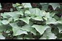 能高蟹甲草-葉06.JPG