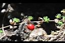 腰只花草-冬葉0.jpg