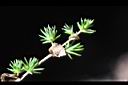 腰只花草-冬葉4.jpg