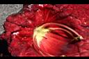 臘腸樹-花心0.JPG
