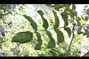 臘腸樹-葉0.jpg