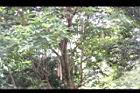 臘腸樹-實6.jpg
