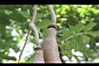 臘腸樹-果梗0.jpg