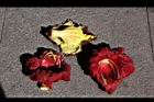 臘腸樹-花19.JPG