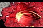 臘腸樹-花21.JPG
