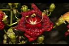 臘腸樹-花25.JPG