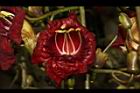臘腸樹-花26.JPG