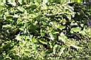 臭娘子-實04.JPG