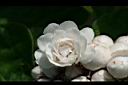 臭茉莉-花06.jpg
