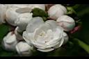 臭茉莉-花07.jpg