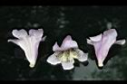 臺灣泡桐-花5.jpg
