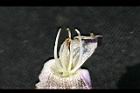 臺灣泡桐-花蕊1.jpg