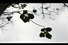 臺灣泡桐-葉5.jpg