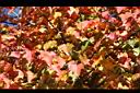台灣紅榨槭-紅葉08.jpg