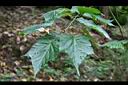台灣紅榨槭-葉00.jpg
