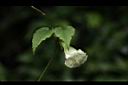 臺灣肺形草-花14.JPG