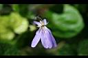 臺灣菫菜-花04.jpg