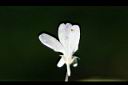 臺灣菫菜-花05.jpg