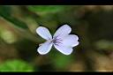 臺灣菫菜-花07.jpg