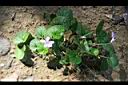 臺灣菫菜03.jpg
