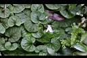 臺灣菫菜04.jpg