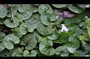 臺灣菫菜06.jpg
