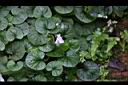 臺灣菫菜07.jpg