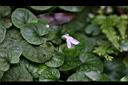 臺灣菫菜08.jpg