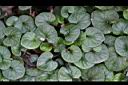 臺灣菫菜11.jpg