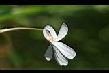 臺灣菫菜-花10.jpg