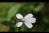 臺灣菫菜-花14.jpg