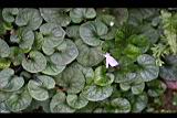 臺灣菫菜10.jpg