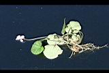 臺灣菫菜15.jpg
