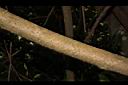 臺灣鉤藤-莖05.JPG