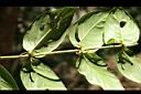 臺灣鉤藤-鉤02.jpg